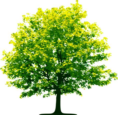pgntree|Tree PNGs for Free Download .
